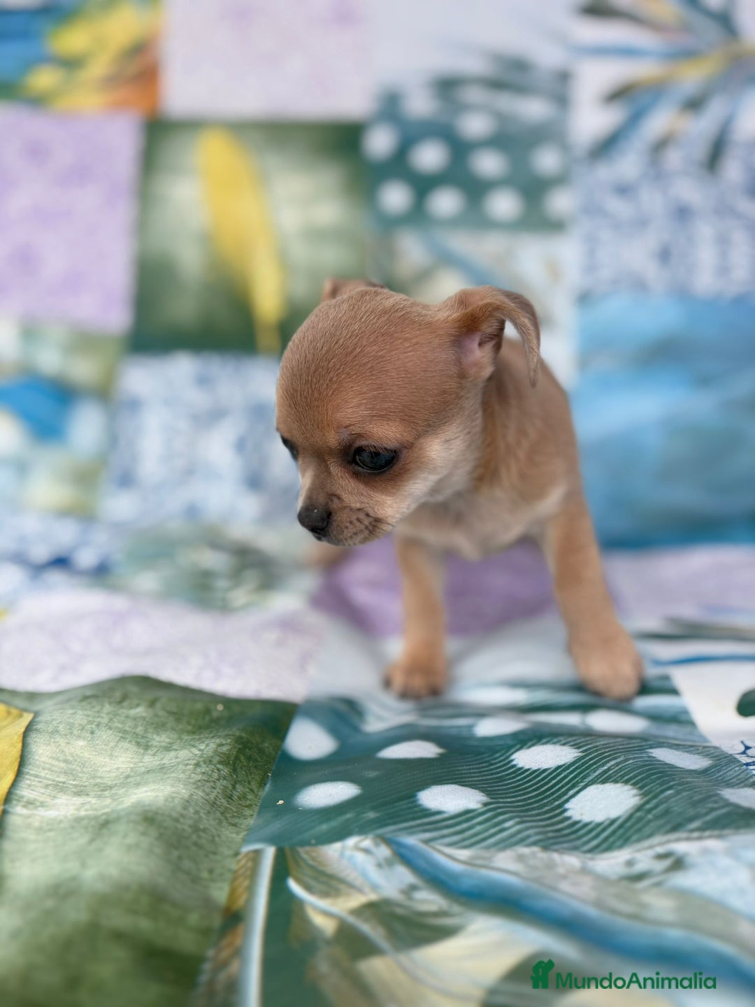 Chihuahua perros en venta: Chihuahua toy - Imagen 10