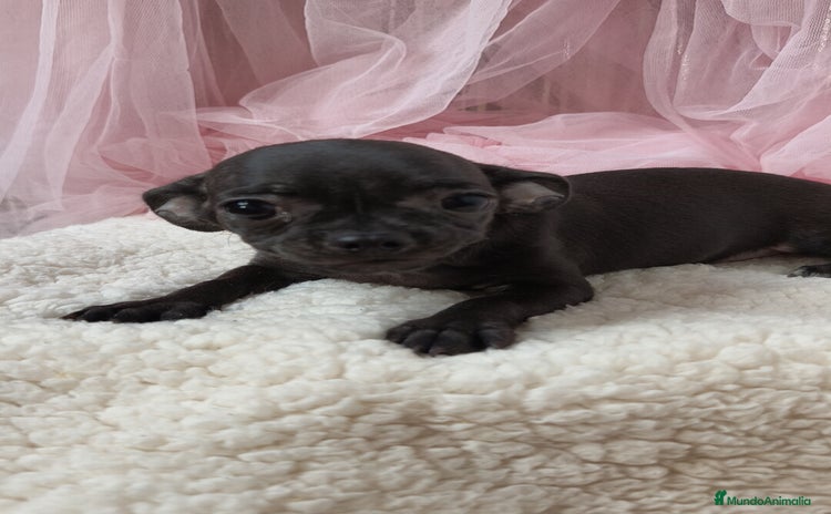 Chihuahua perros - Anuncio 1