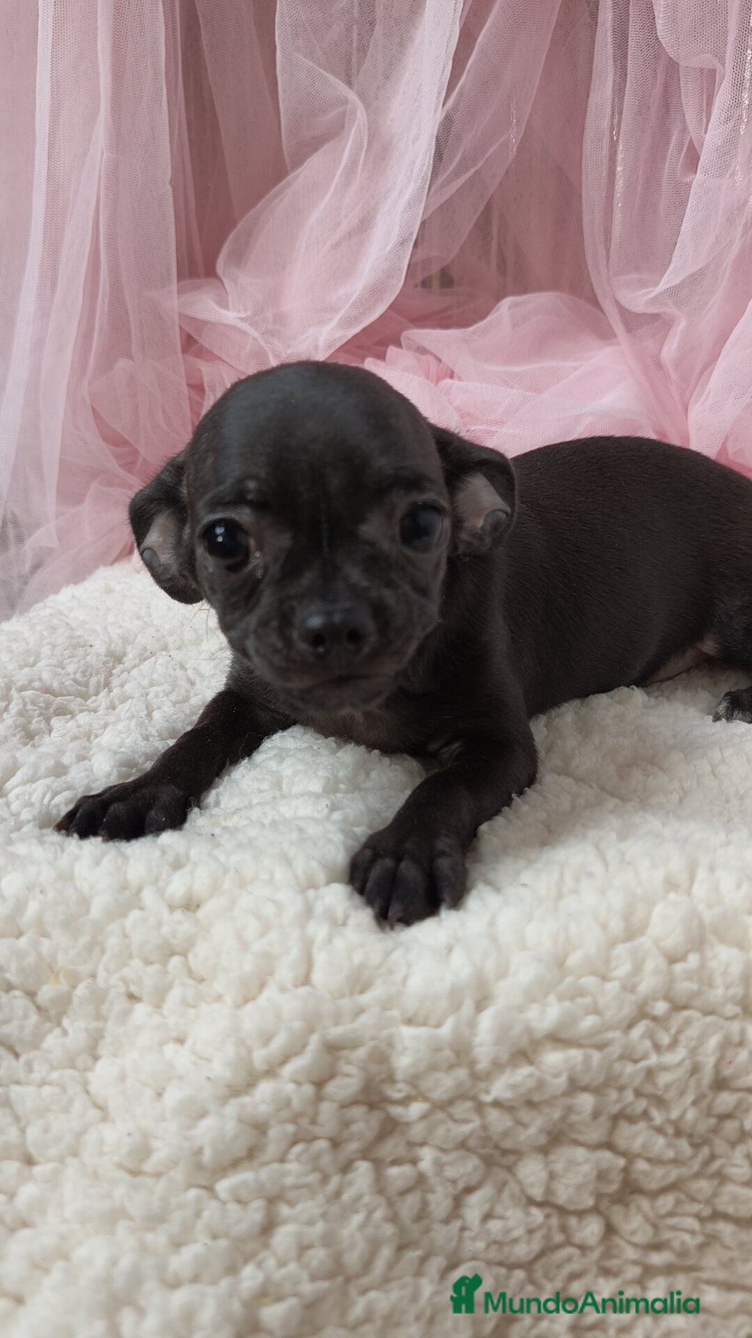 Chihuahua perros en venta: Chihuahua disponible  - Imagen 1