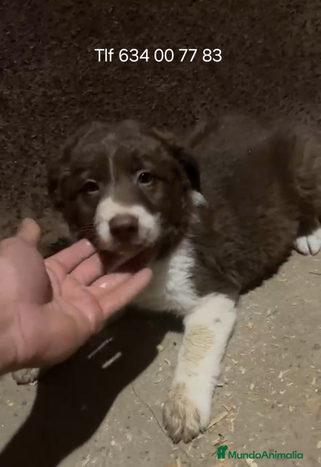 Border Collie perros Impresionante cachorra border collie en chocolate  - Anuncio 2