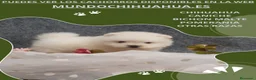Pomerania perros en venta: IMPRESIONANTES POMERANIA MACHOS Y HEMBRAS  - Anuncio 25