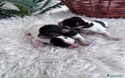 Yorkshire Terrier perros en venta: YORKSHIRE TERRIER BIEWER - Imagen 7