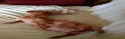 Teckel perros en venta: Teckel chocolate WhatsApp 616121781 - Anuncio 1