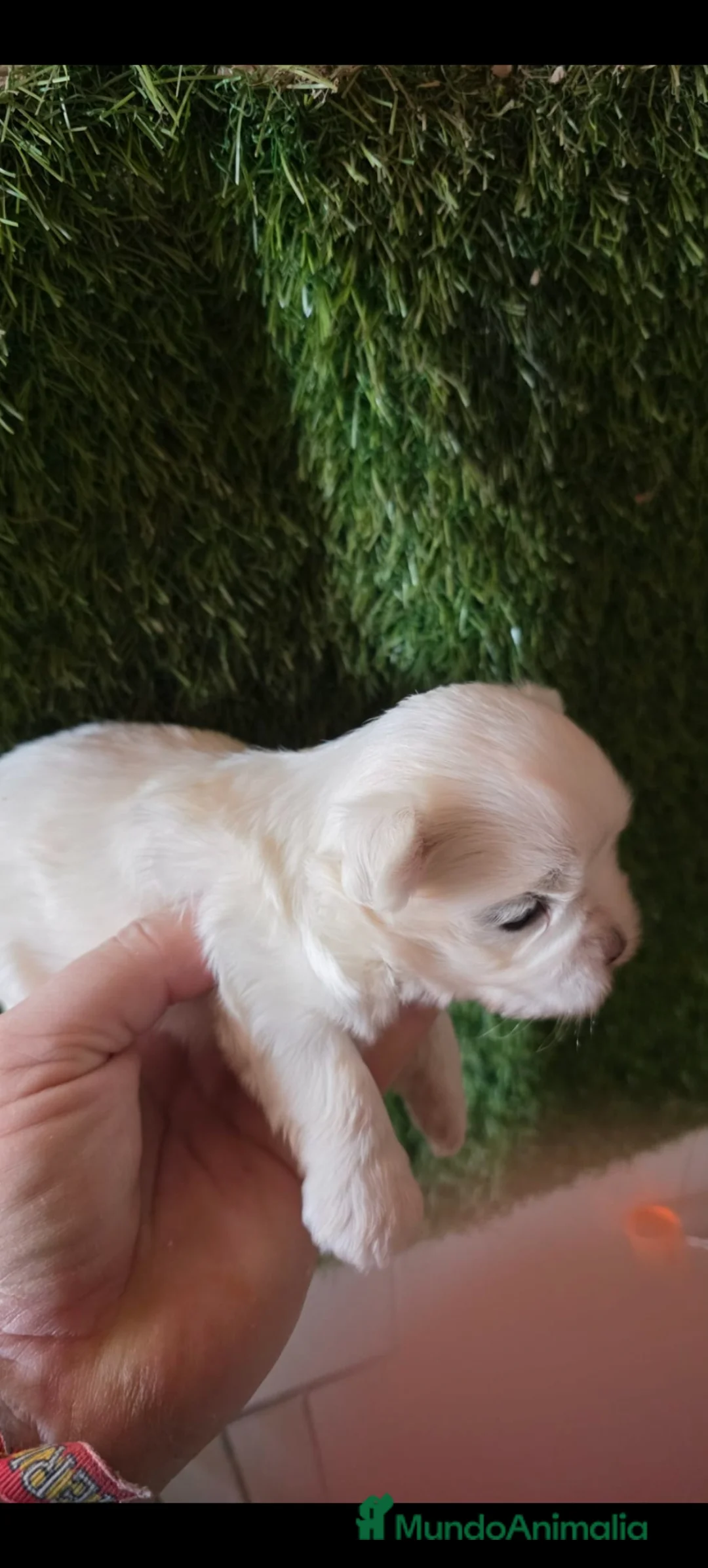 Bichón Maltés perros en venta: Bicho maltes linia coreano macho  - Anuncio 3