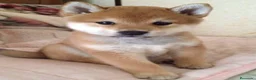Shiba Inu perros en venta: Shiba inu - Anuncio 1