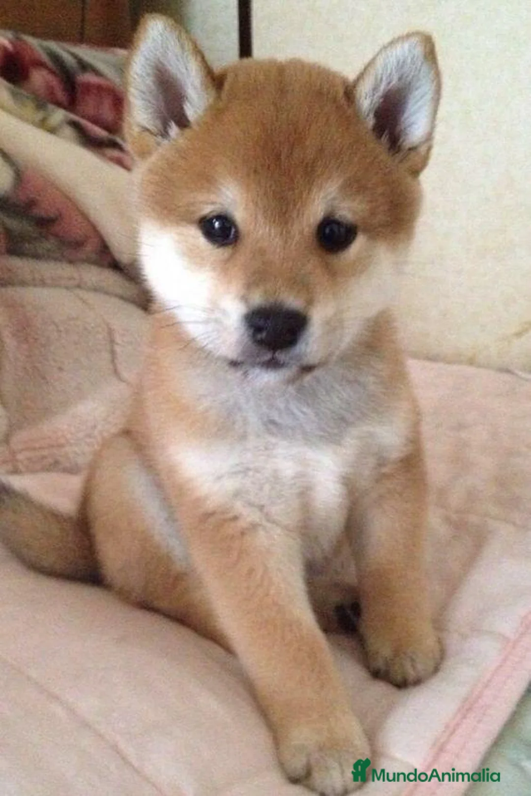 Shiba Inu perros en venta: Shiba inu - Anuncio 1
