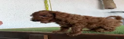 Caniche Toy perros en venta: Caniches en Caraby Benidorm  - Anuncio 2
