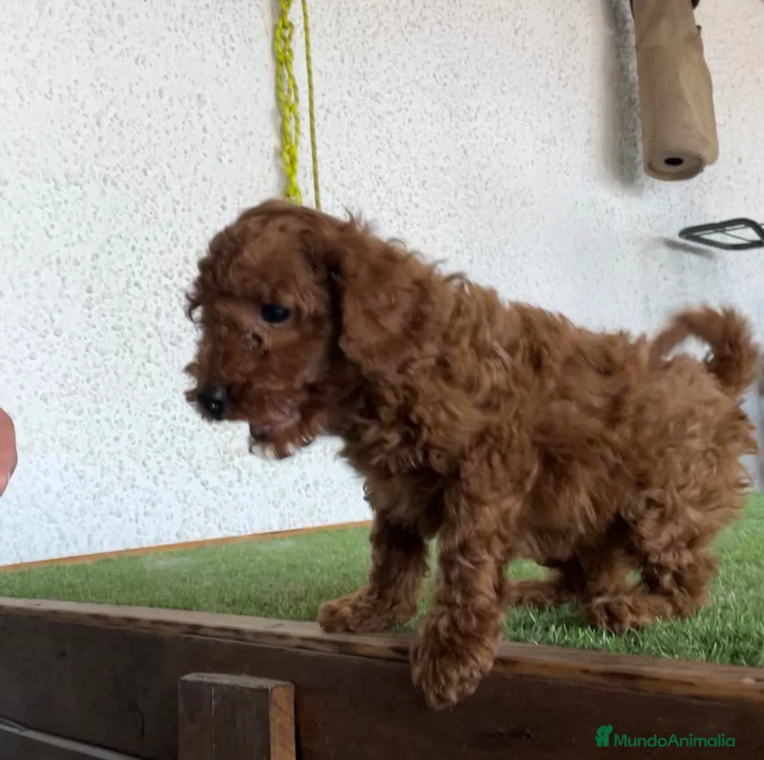 Caniche Toy perros en venta: Caniches en Caraby Benidorm  - Anuncio 2