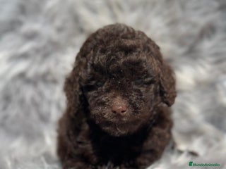 Caniche Toy perros en Barcelona - Anuncio 38