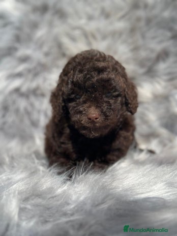 Caniche Toy perros en Barcelona - Anuncio 17