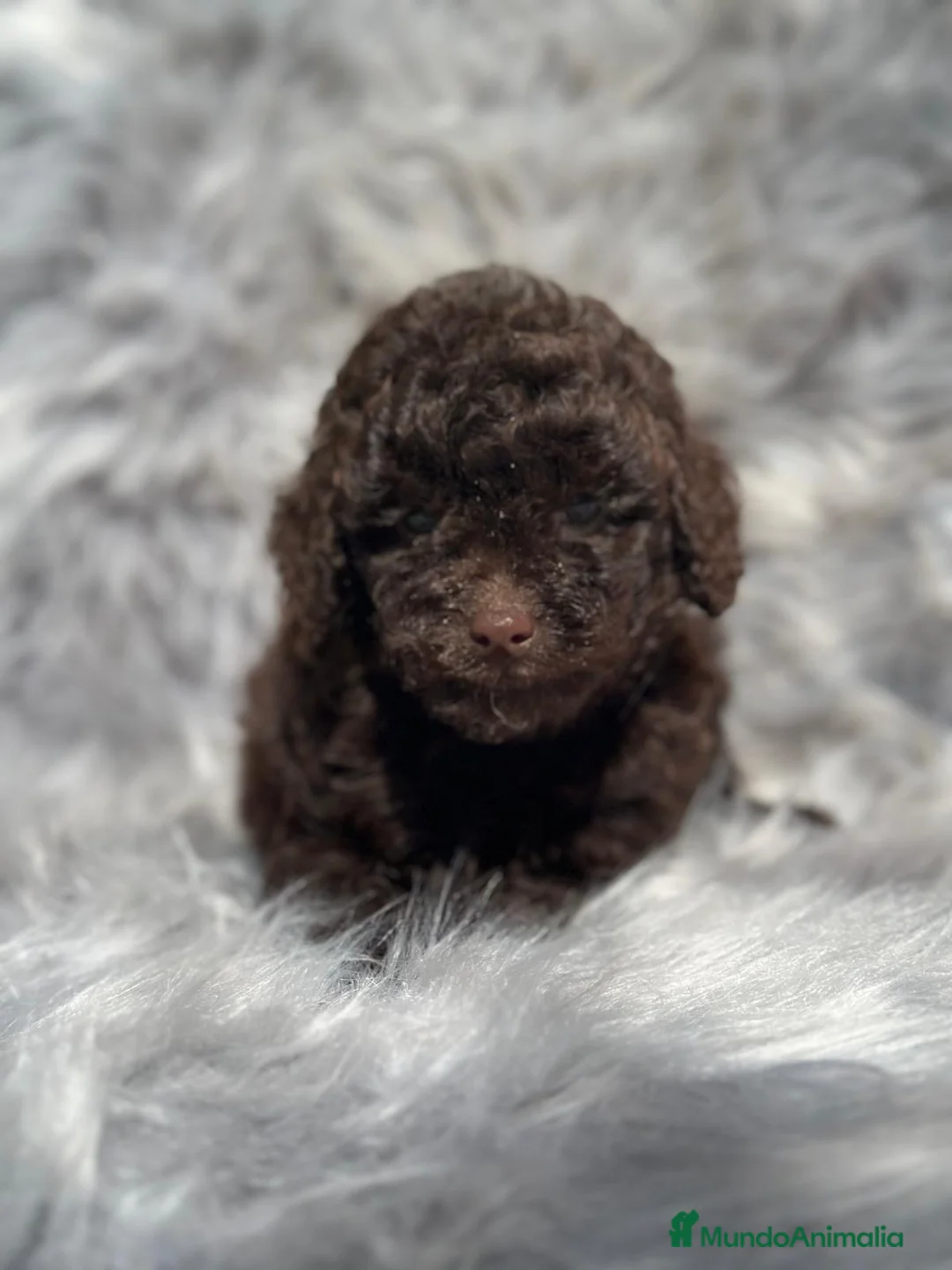 Caniche Toy perros en venta: Caniche TOY chocolate  en Barcelona - Anuncio 1