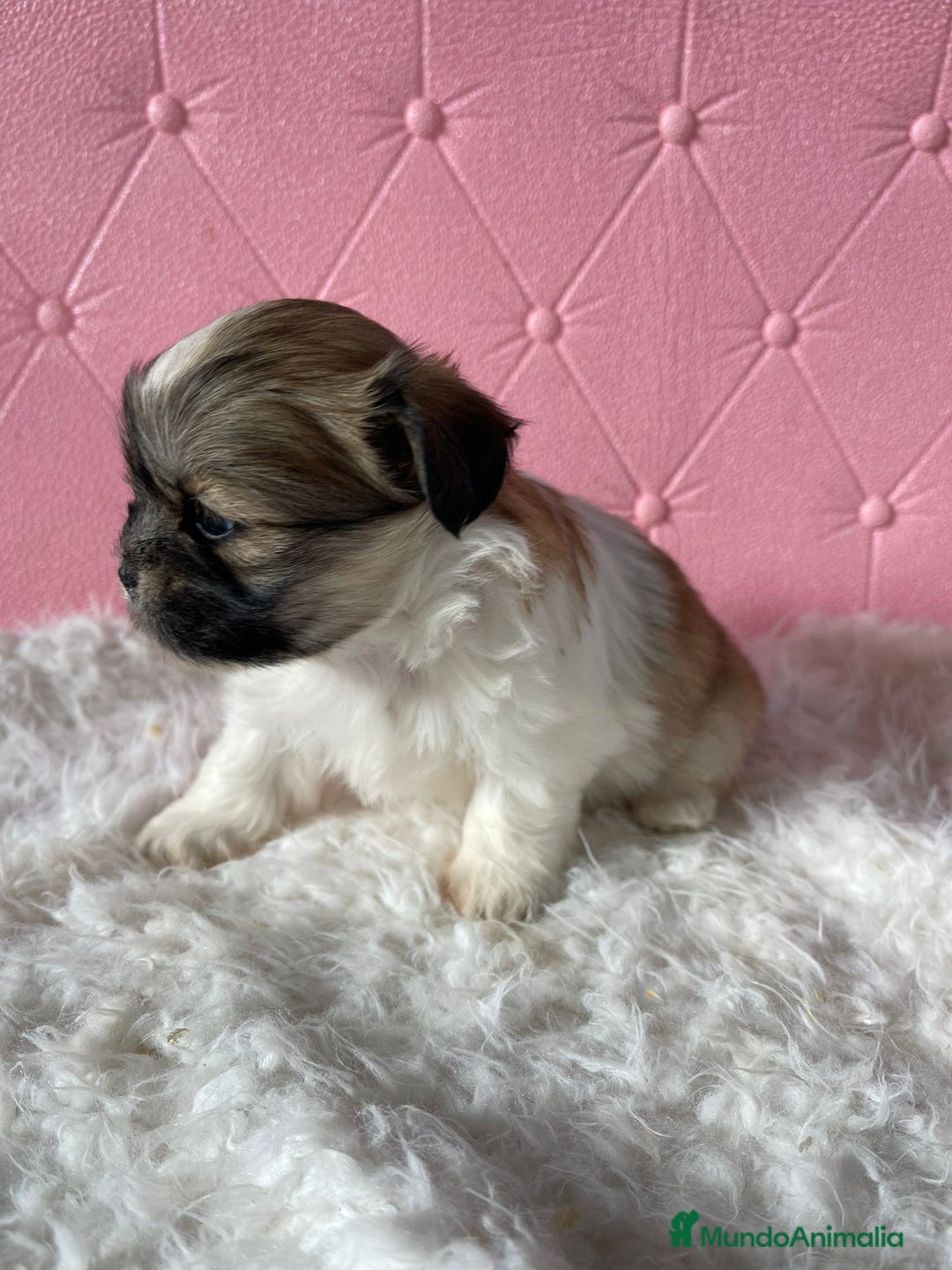 Shih Tzu perros en venta: Shih tzu machos para Reyes  - Anuncio 5