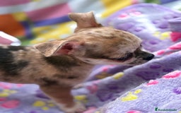 Chihuahua perros en venta: Chihuahua Machito merle toy - Imagen 18