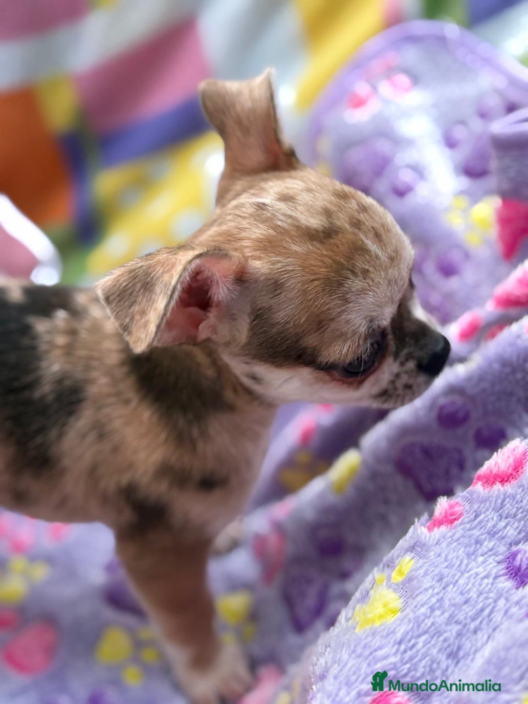 Chihuahua perros en venta: Chihuahua Machito merle toy - Imagen 18