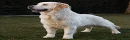 Golden Retriever perros en venta: Camada Golden Retriever  - Anuncio 2