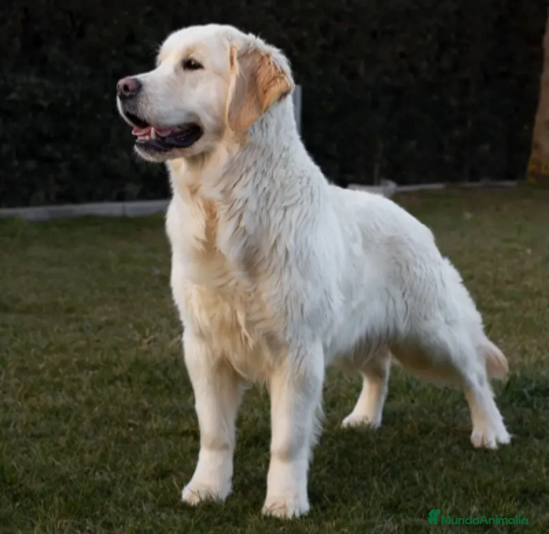 Golden Retriever perros en venta: Camada Golden Retriever  - Anuncio 2
