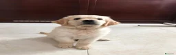 Golden Retriever perros en venta: Cachorros golden top con pedigree  - Anuncio 3