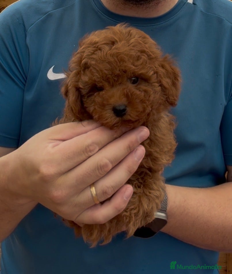 Caniche Toy perros Caniche Toy rojo desde 1988 - Anuncio 1