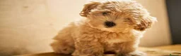Maltipoo perros en venta: Maltipoo Apricot rojos y cremas Toy disponibles  - Anuncio 1