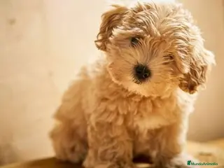 Maltipoo perros Maltipoo Apricot rojos y cremas Toy disponibles - Anuncio 2