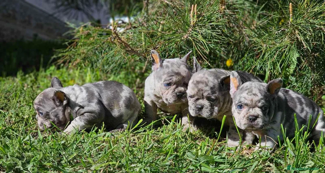 Bulldog Francés perros en venta: ‼️BULLDOG FRANCES EXÓTICOS - Anuncio 2