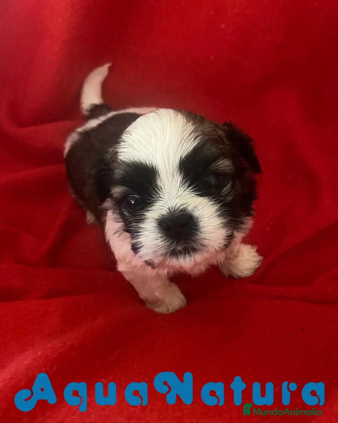 Shih Tzu perros en venta: Shih Tzu Hembra 1 de Ada y Newman AQUANATURA - Anuncio 12