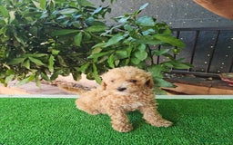 Caniche Toy perros en venta: Caniches toy - Imagen 6