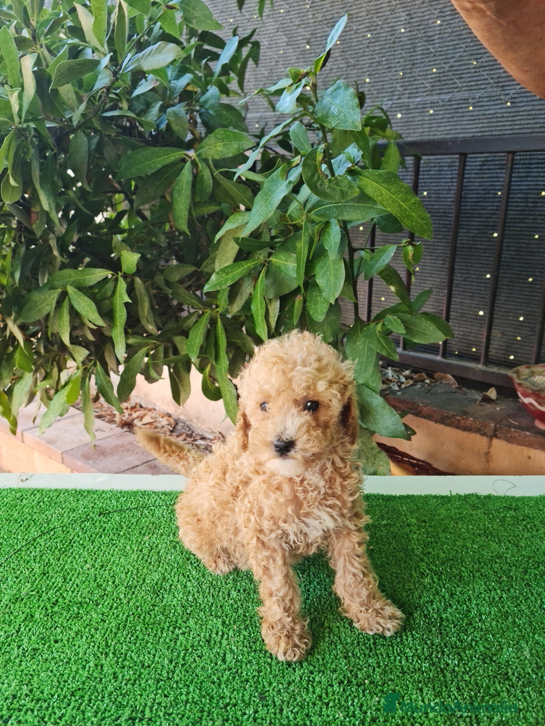 Caniche Toy perros en venta: Caniches toy - Imagen 6