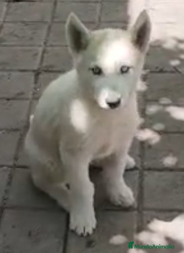 Husky Siberiano perros Husky  - Anuncio 1