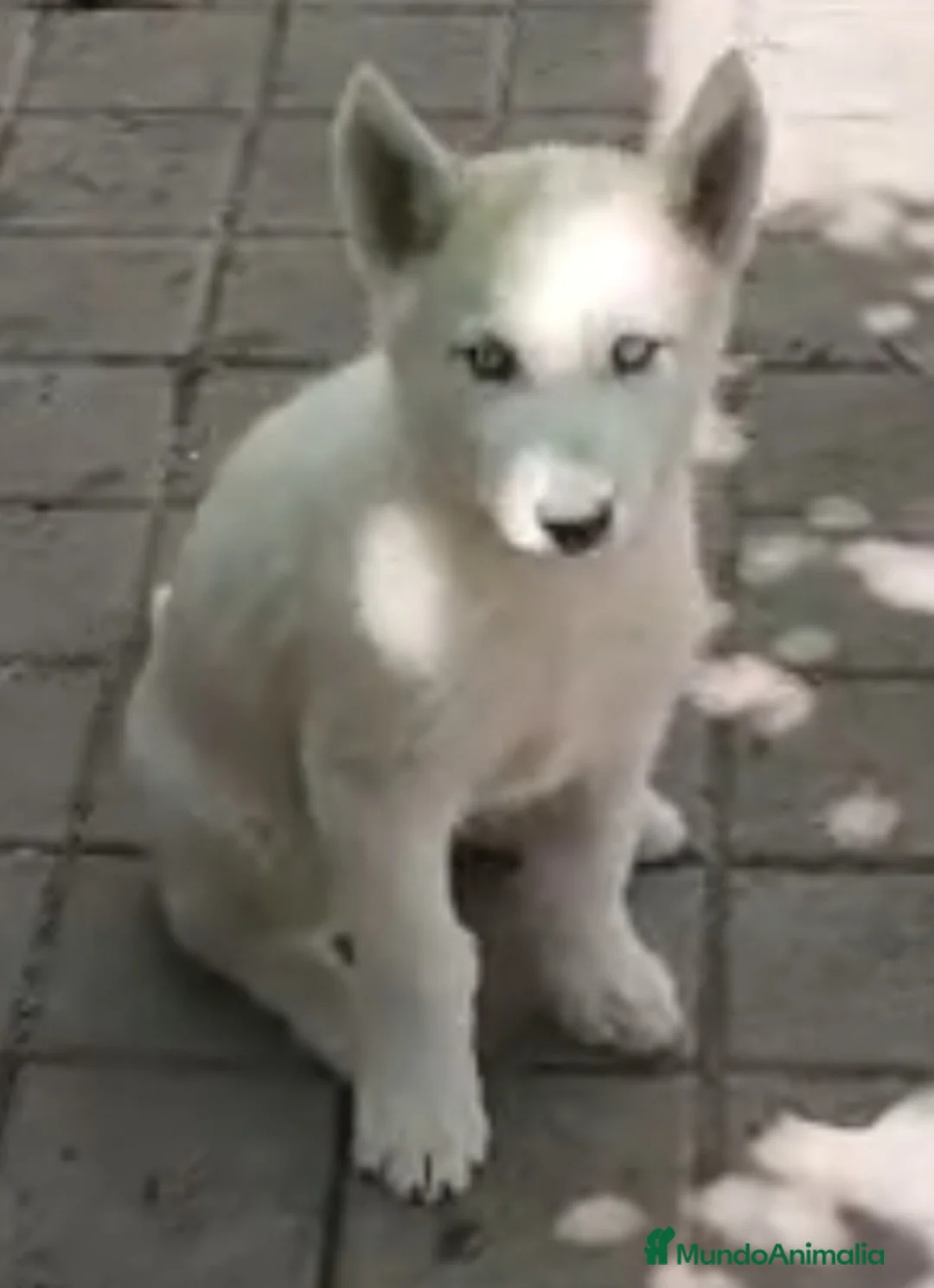 Husky Siberiano perros en venta: Husky  - Anuncio 1