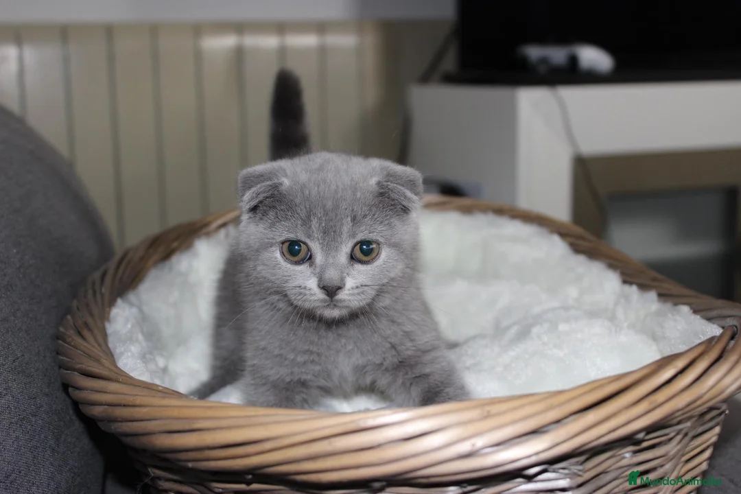 Scottish Fold gatos en venta: Adorables Scotthis blue en Madrid - Anuncio 5