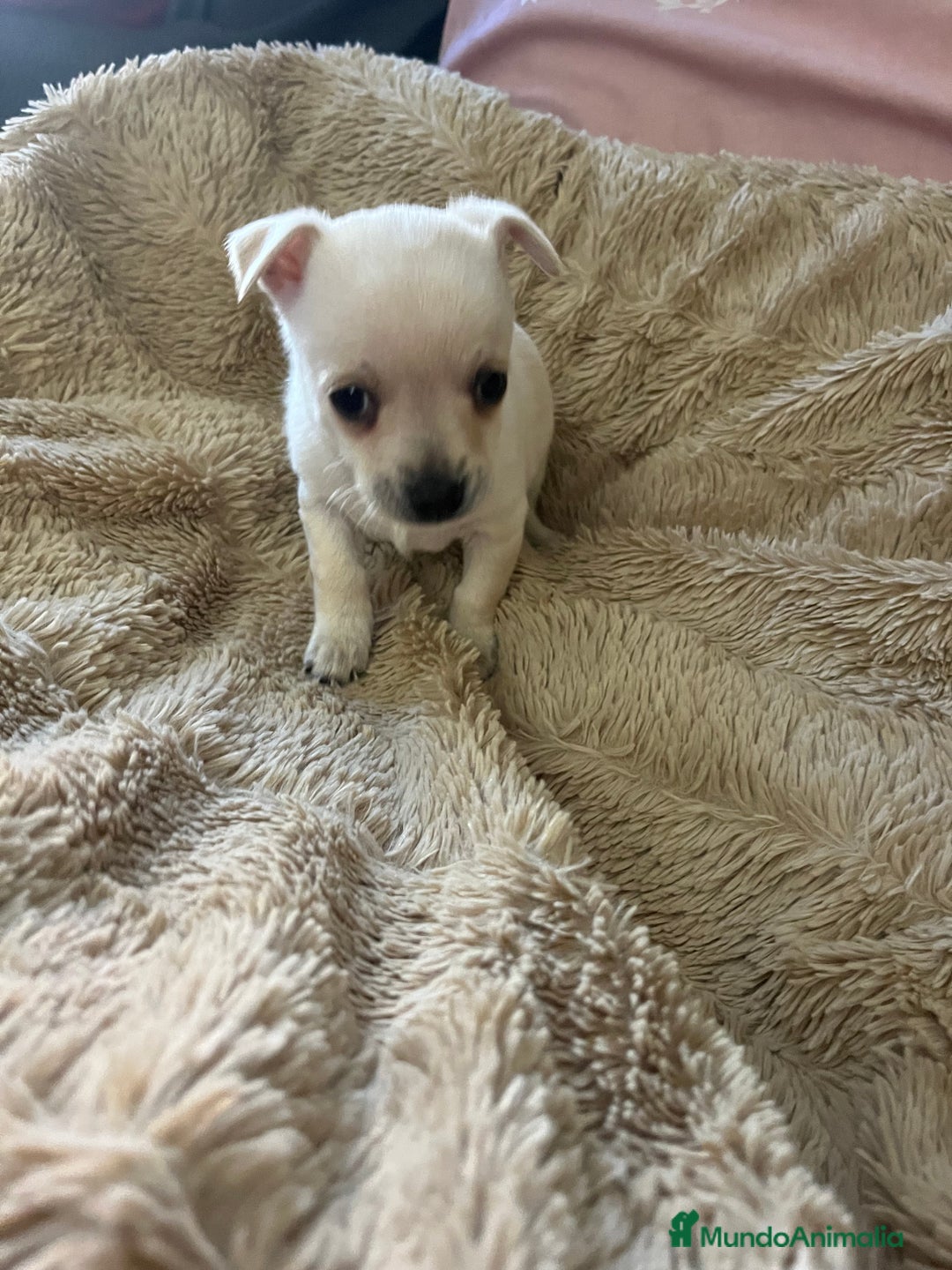 Chihuahua perros en venta: Chihuhua - Anuncio 6