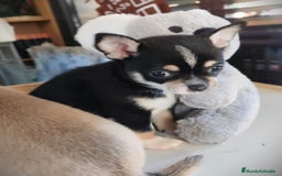 Chihuahua perros en venta: Chihuahua macho  - Anuncio 1