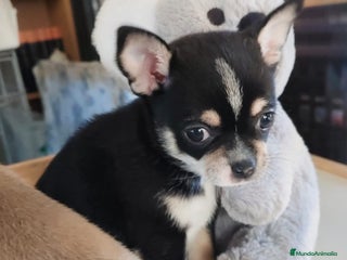 Chihuahua perros Chihuahua macho - Anuncio 1