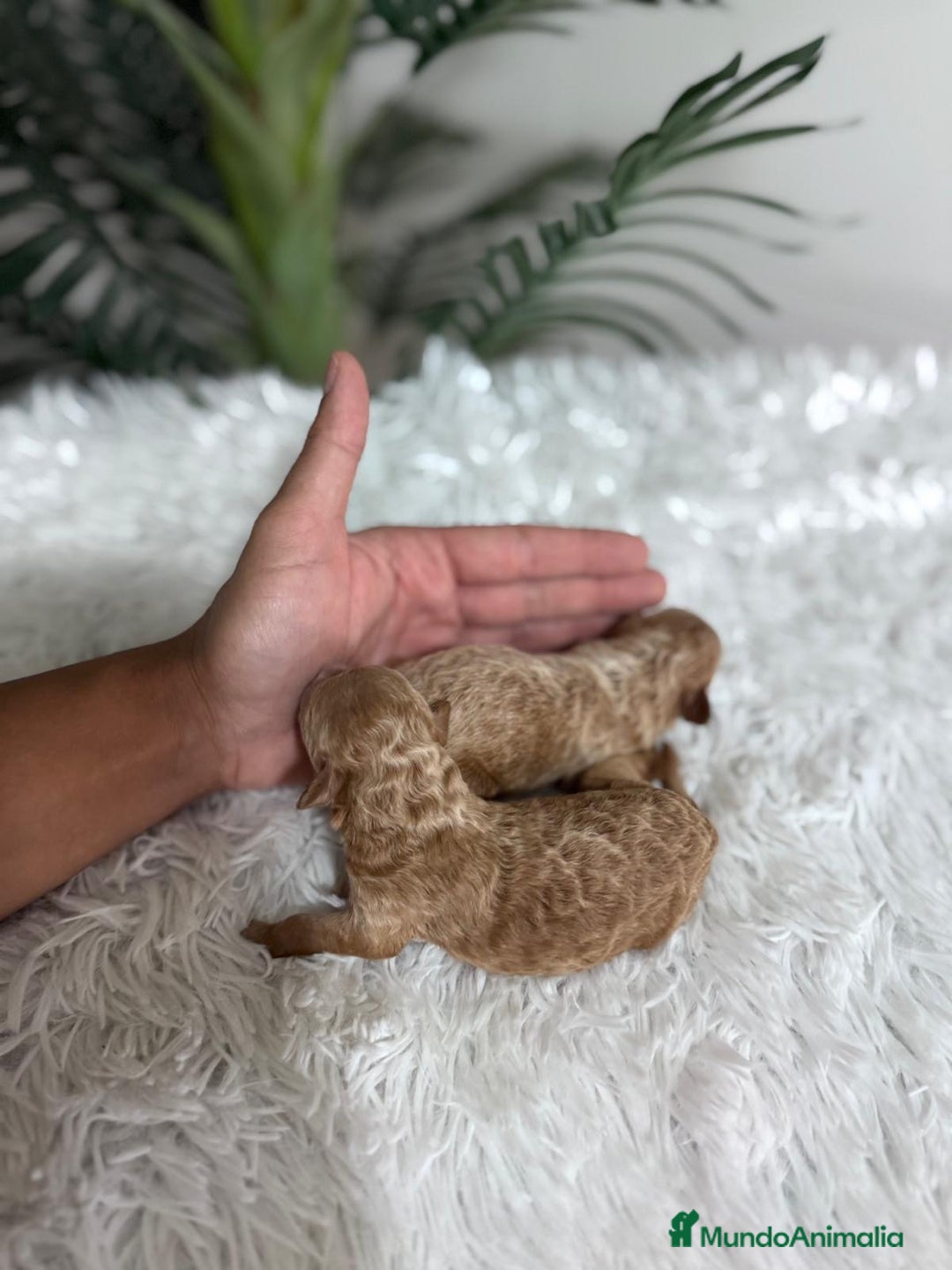 Caniche Toy perros en venta: CANICHE TOY - Imagen 12