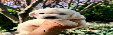 Labrador Retriever 4