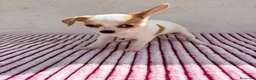 Chihuahua perros en venta: Hembra Chihuahua toy  - Anuncio 5