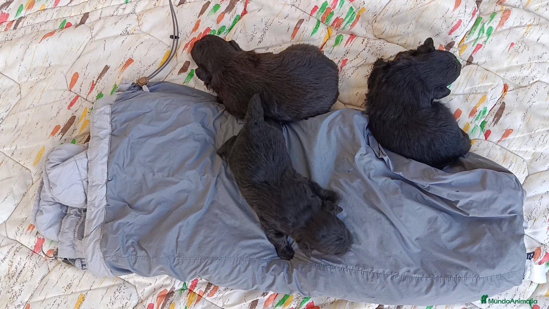 Pomapoo perros POMAPOO MACHITOS - Anuncio 1