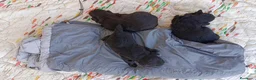 Pomapoo perros en venta: POMAPOO MACHITOS - Anuncio 1