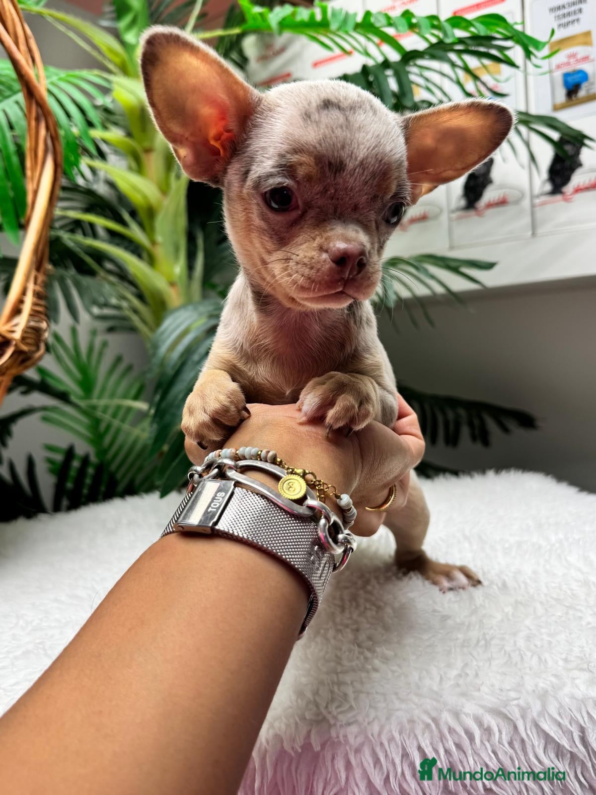 Chihuahua perros CHIHUAHUA HEMBRA MERLE - Anuncio 1
