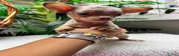 Chihuahua perros en venta: CHIHUAHUA HEMBRA MERLE - Anuncio 1