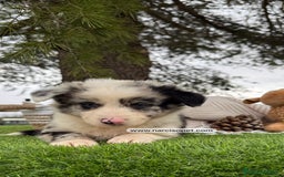 Teckel Miniatura perros en venta: CACHORROS BORDER COLLIE MERLE  - Imagen 5
