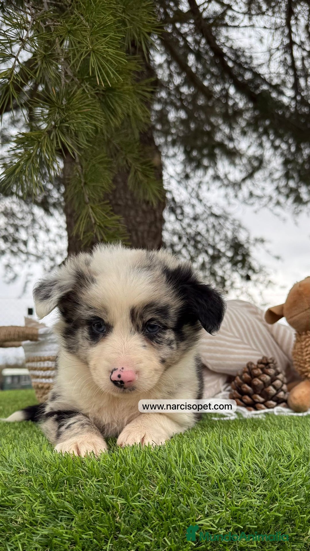 Teckel Miniatura perros en venta: CACHORROS BORDER COLLIE MERLE  - Imagen 5