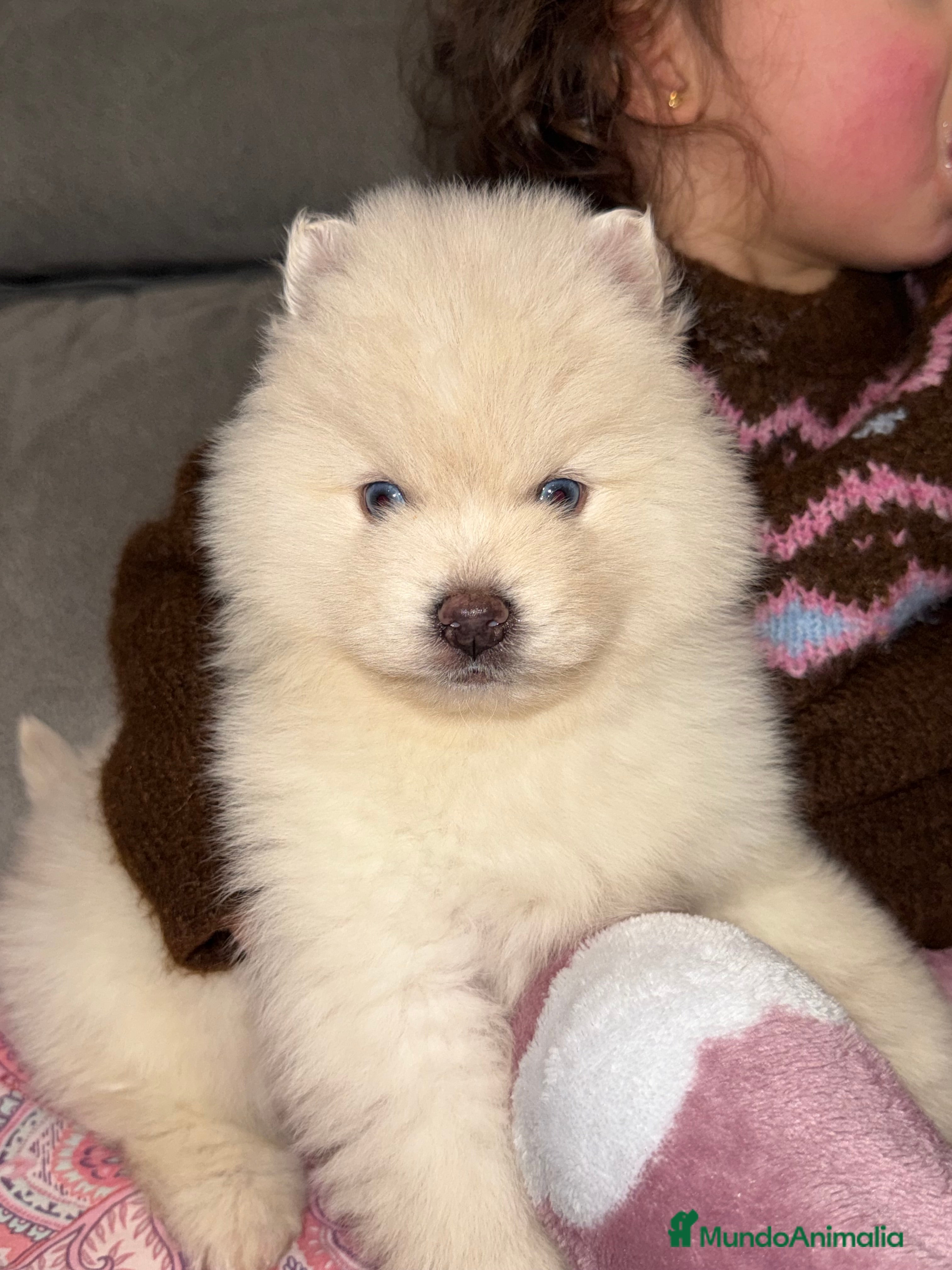 Pomsky perros Pomsky mini huskys ojos azules  - Anuncio 34