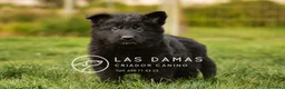 Pastor Alemán perros en venta: Pastor alemán negro de pelo largo - Anuncio 3