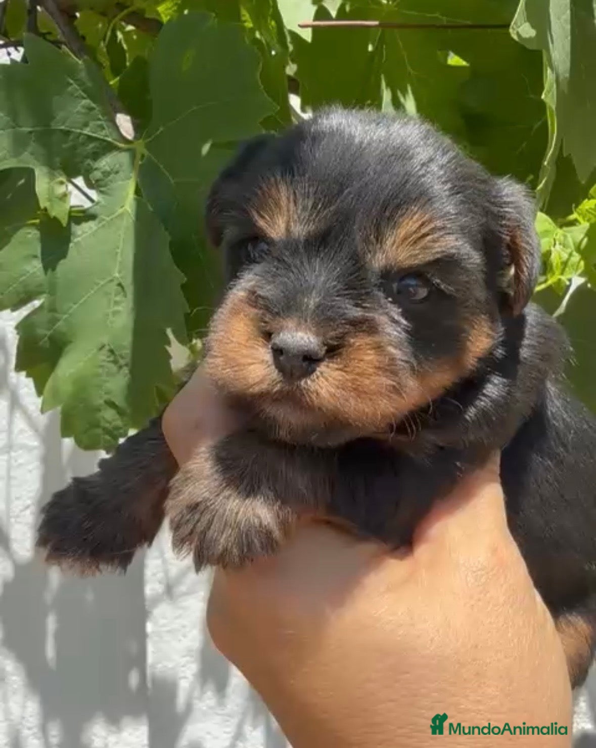 Yorkshire Terrier perros Cachorros de Yorkshire 🐶🐾 - Anuncio 1