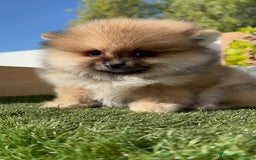 Pomerania perros en venta: POMERANIA HEMBRA - Imagen 8