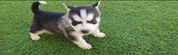 Husky Siberiano perros en venta: Husky gris, negro y agouti  - Anuncio 8