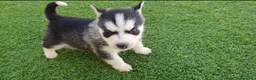 Husky Siberiano perros en venta: Huskys grises, negros y agouti  - Anuncio 8