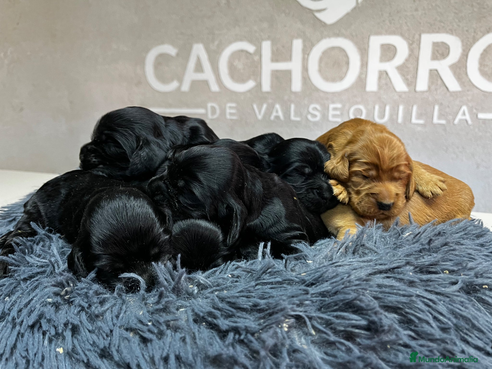 Cocker Spaniel Inglés perros Cocker negro  - Anuncio 1